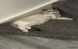 Ragdoll cats for sale: Chunky seal bicolour kitten - Image 4