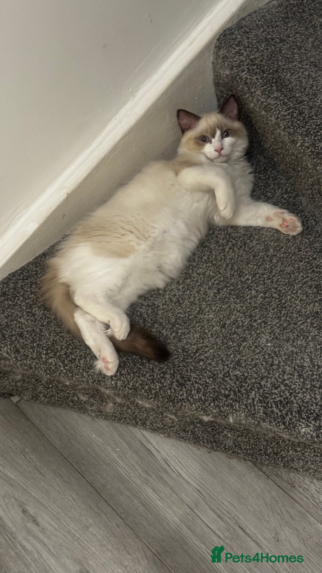 Ragdoll cats for sale: Chunky seal bicolour kitten - Image 4