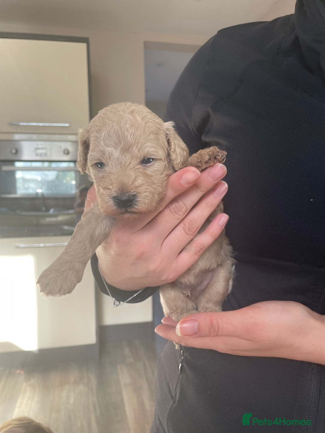 Mixed Breed dogs for sale: Cockapoo/poochon - Image 3