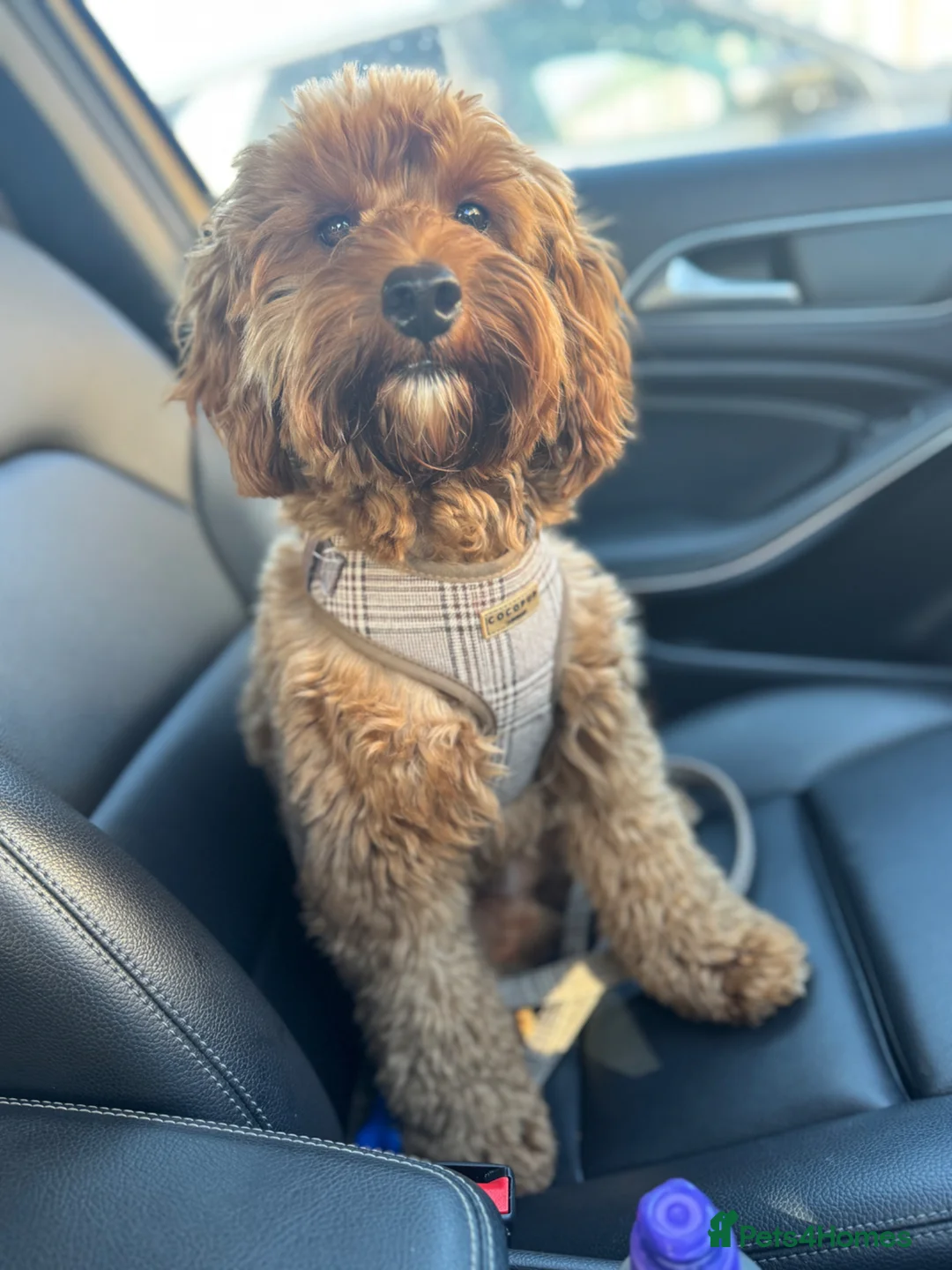 Cockapoo dogs for sale: outstanding male cockapoo - Advert 4