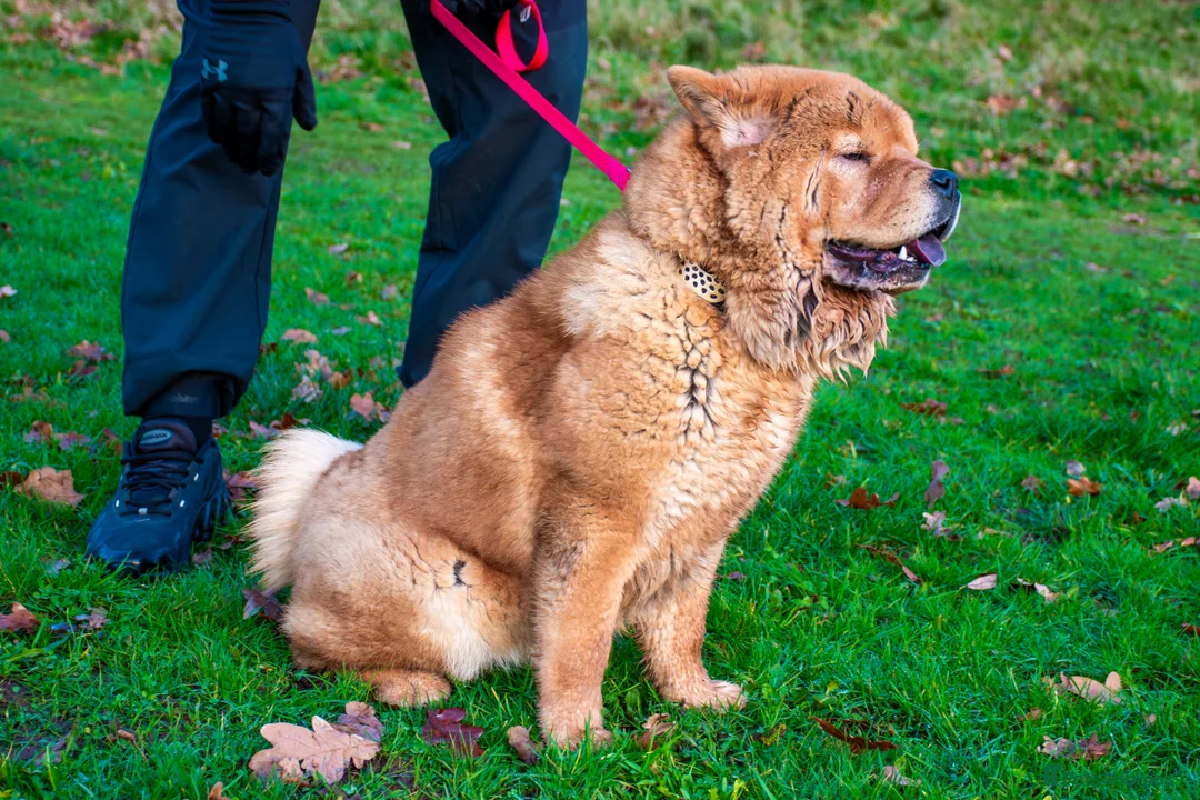 Chow Chow dogs for sale: 9 month old female smooth chow in Northwich - Advert 2