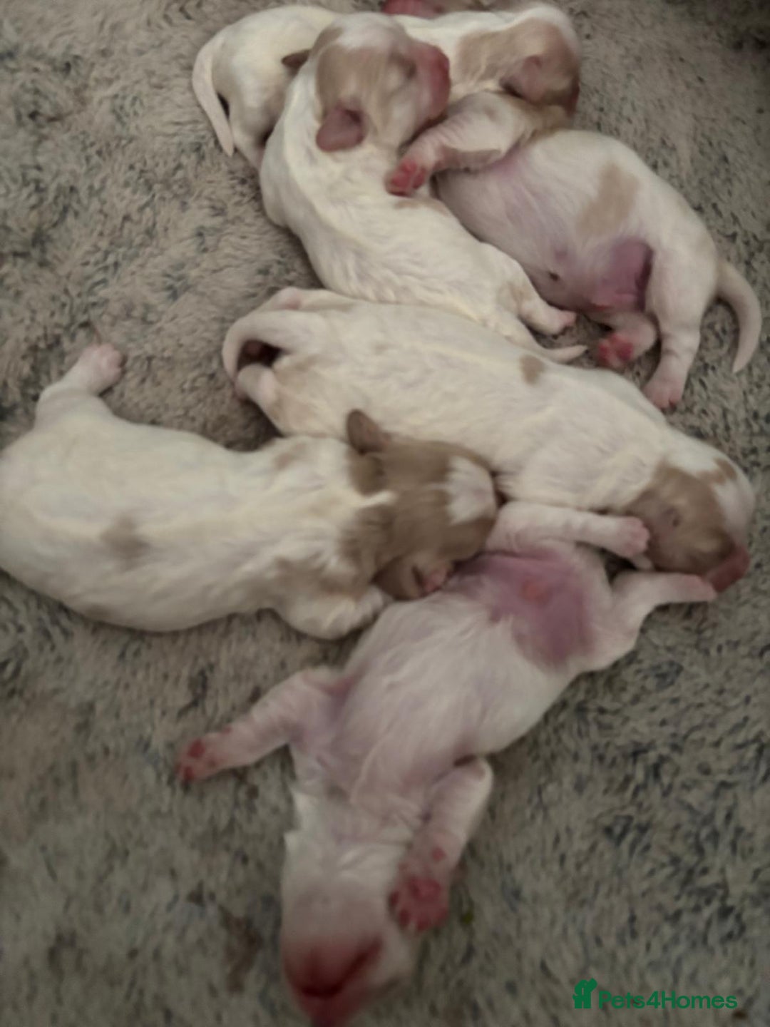 Cavapoochon dogs for sale: ⭐️1 CAVAPOOCHON in Cheshire (KC DAD) ready now✅ - Image 20