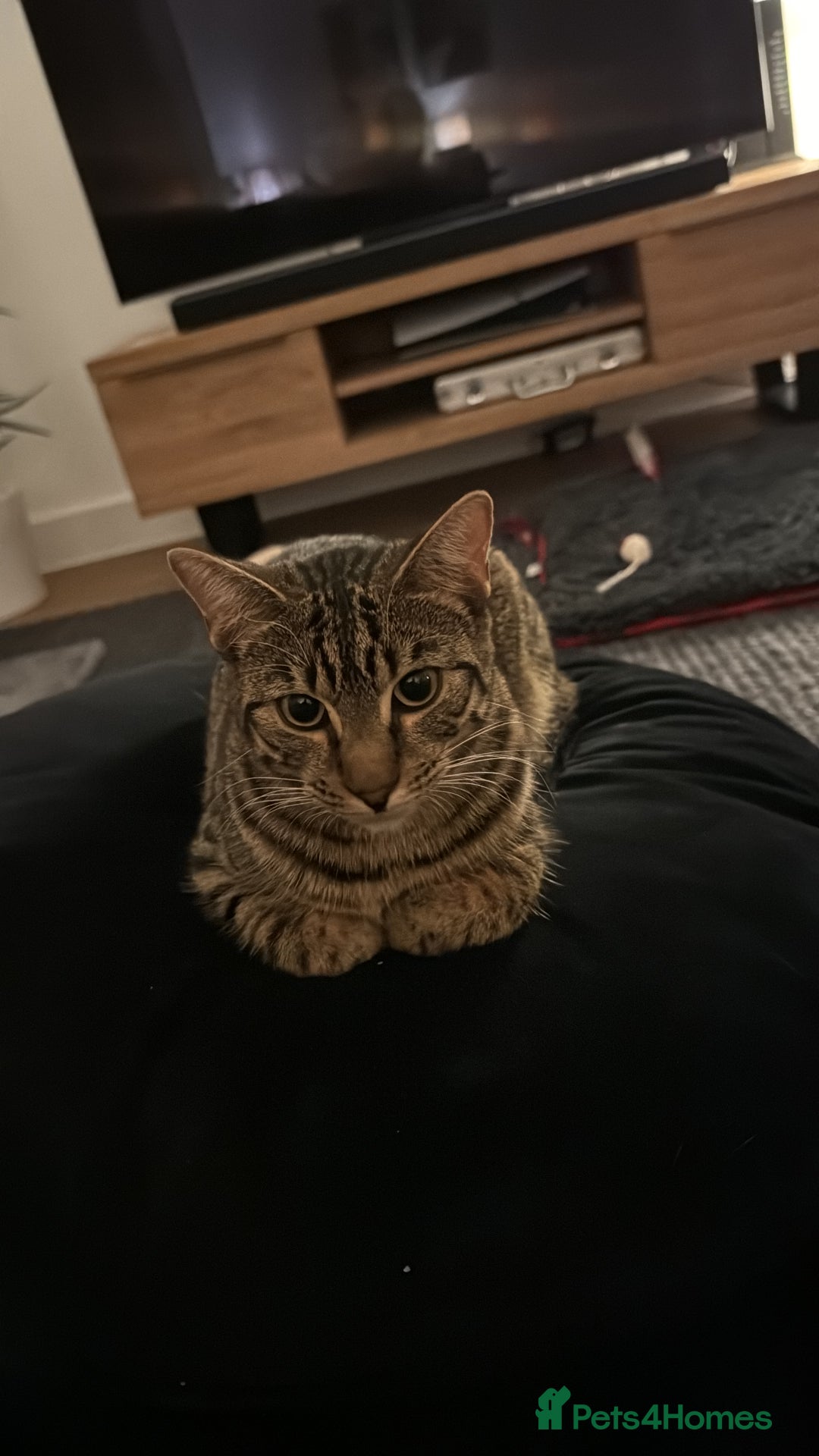 Bengal cats for sale: Bengal cat approx 1.5 years old  - Image 2