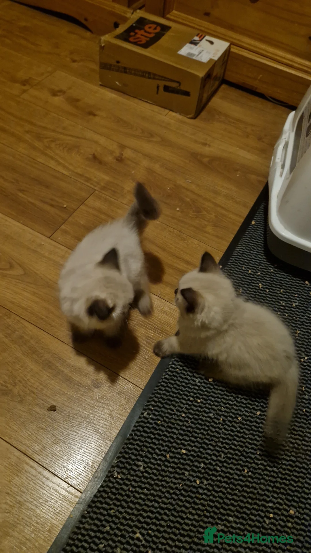Ragdoll cats for sale: 3 Beautiful Ragdoll Kittens for Sale 🐾 - Advert 7