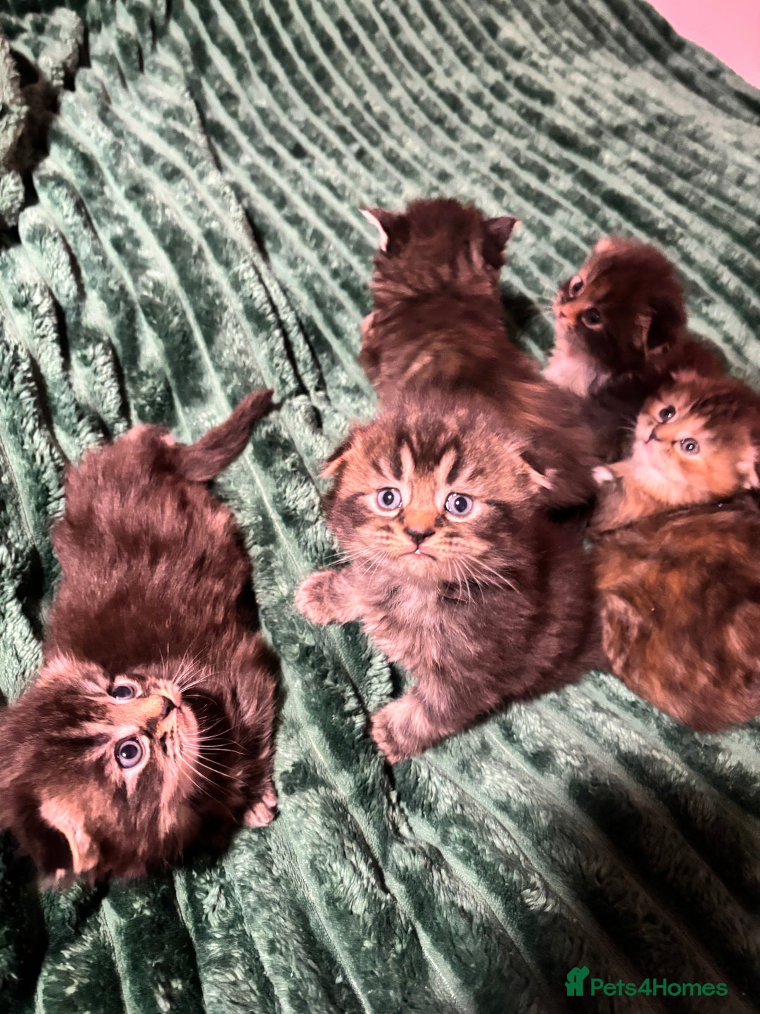 Scottish Fold cats for sale: Scottish fold long hair - Advert 19