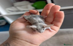 Mouse rodents for sale: Fancy mice looking for homes  - Image 3
