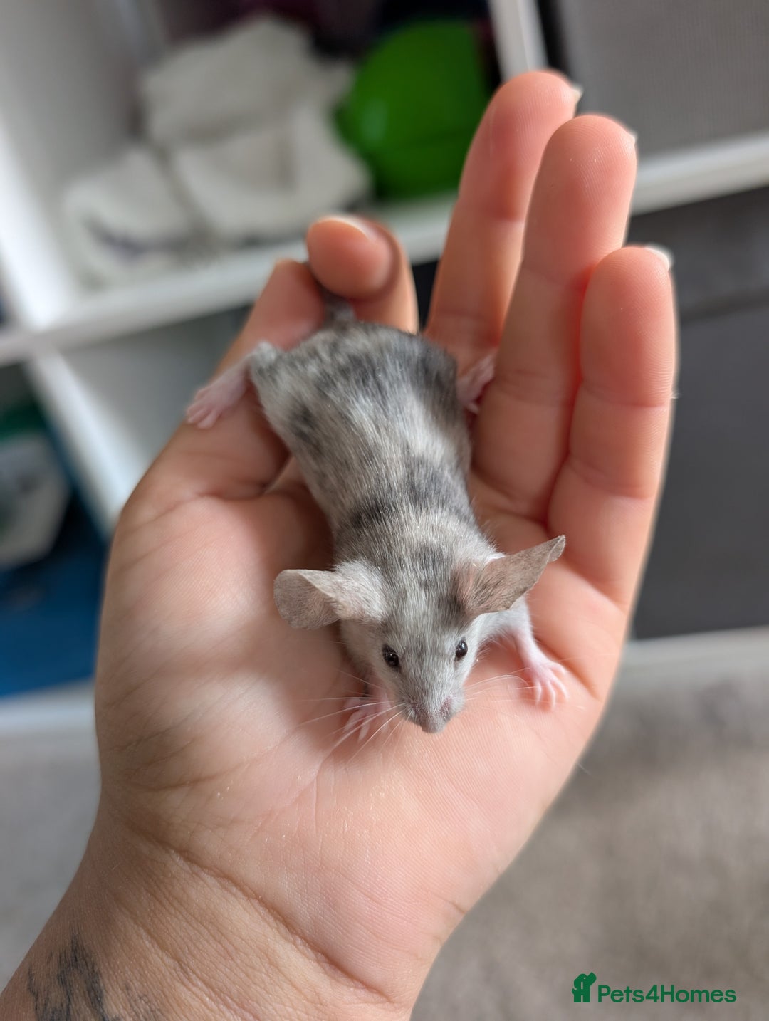 Mouse rodents for sale: Fancy mice looking for homes  - Image 3
