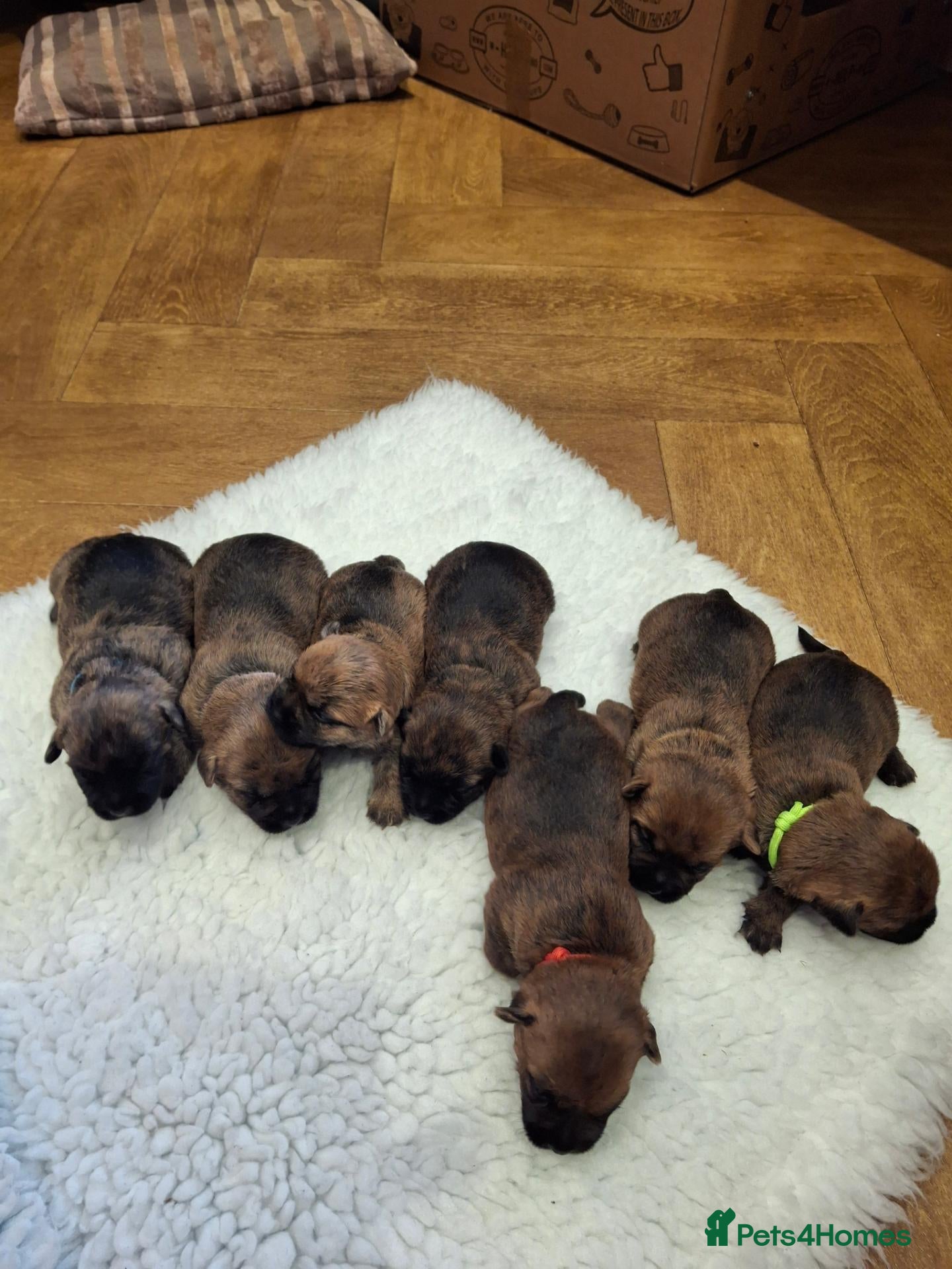 Cairn Terrier dogs Stunning pedigree litter bred from champion cairns - Advert 2