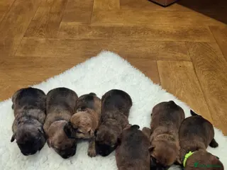 Cairn Terrier dogs Stunning pedigree litter bred from champion cairns - Advert 2