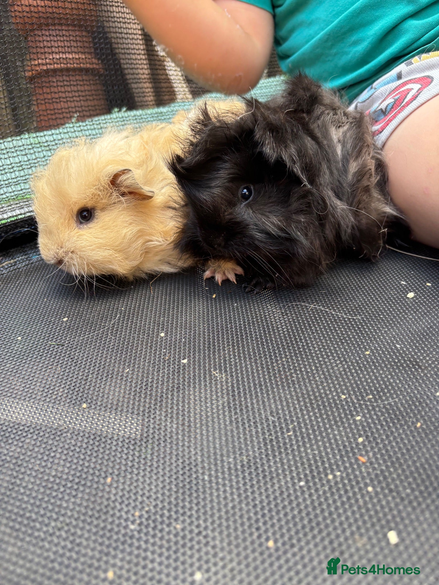 Guinea Pig rodents Last 1 cute PeruvianSilkie guineapig babies - Advert 2
