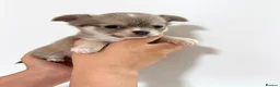 Chihuahua dogs for sale:  Chihuahuas  - Advert 5