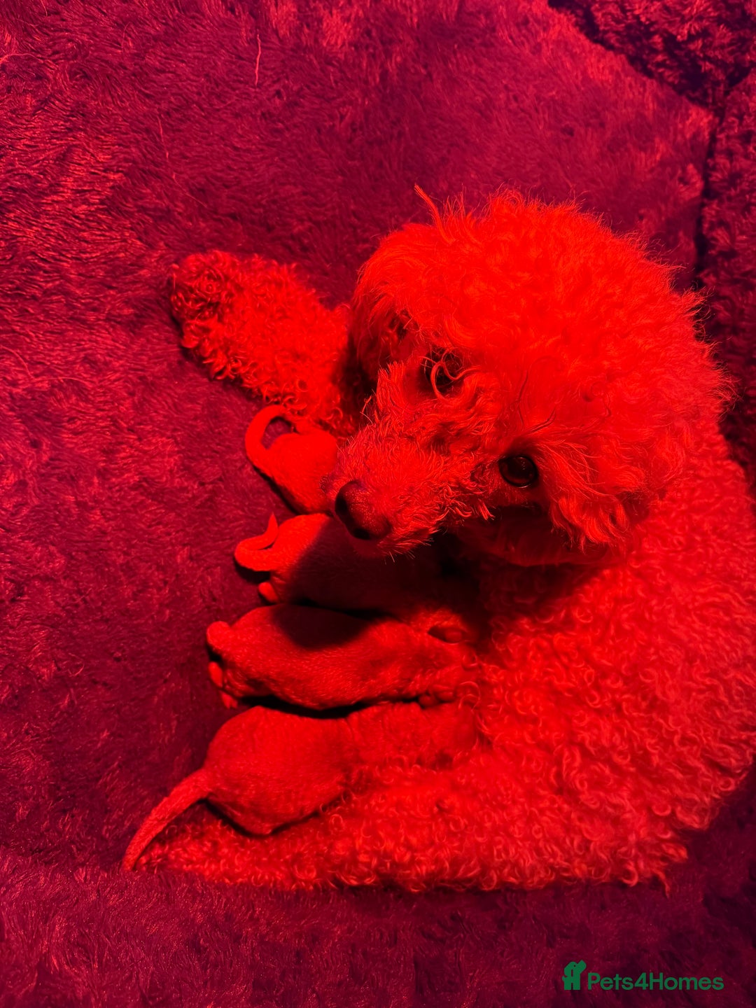 Toy Poodle dogs for sale: Adorable Tiny Toy Poodles - Advert 8