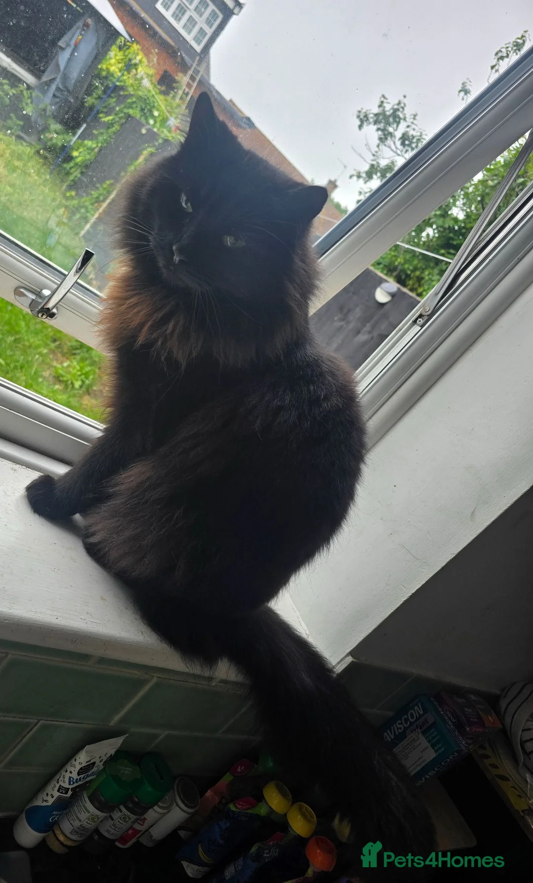 British Longhair cats for sale: 2 brothers looking for a home - Advert 2