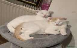 Mixed Breed cats for sale: Scottish Fold Mix with Domestic Shorthair (calico) - Image 1