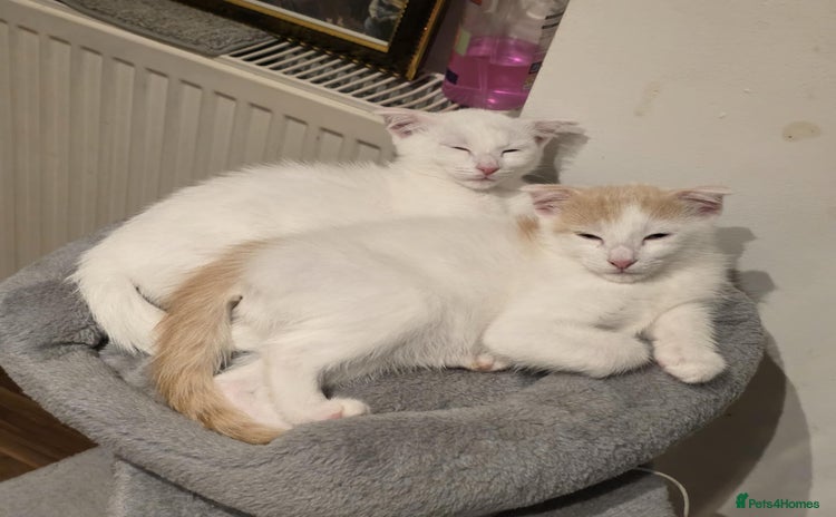 Mixed Breed cats - Advert 7
