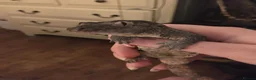 Gecko reptiles for sale: chahoua with full setup - Advert 2