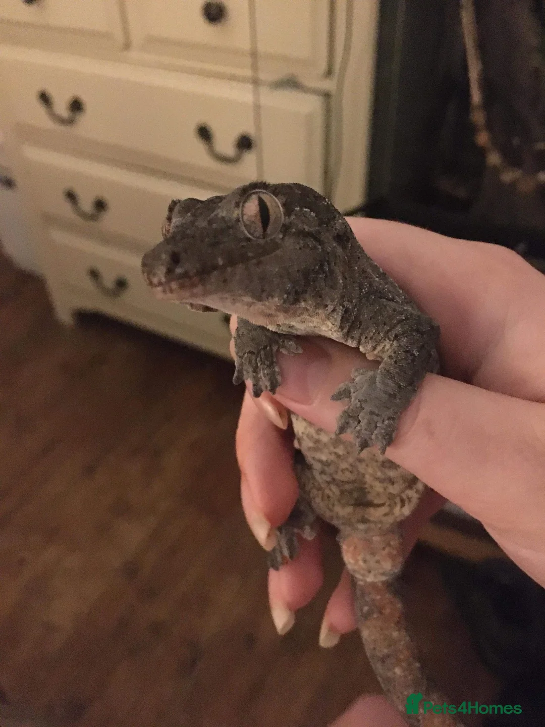 Gecko reptiles for sale: chahoua with full setup - Advert 2