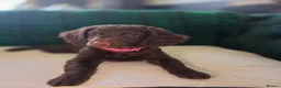 Cockapoo dogs for sale: Gorgeous Cockerpoo-Cross puppies, Mum+Dad our pets - Advert 6