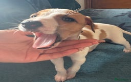 Whippet dogs for sale: 8 WHIPPET PUPPIES   - Image 26