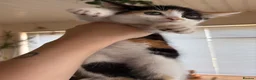 Mixed Breed cats for sale: Beautiful kittens for sale !! in Girvan - Advert 3