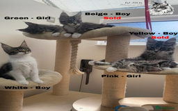 Maine Coon cats for sale: Russian lane fluffy XXL Maine Coons - Image 1