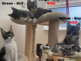 Maine Coon cats - Advert 27