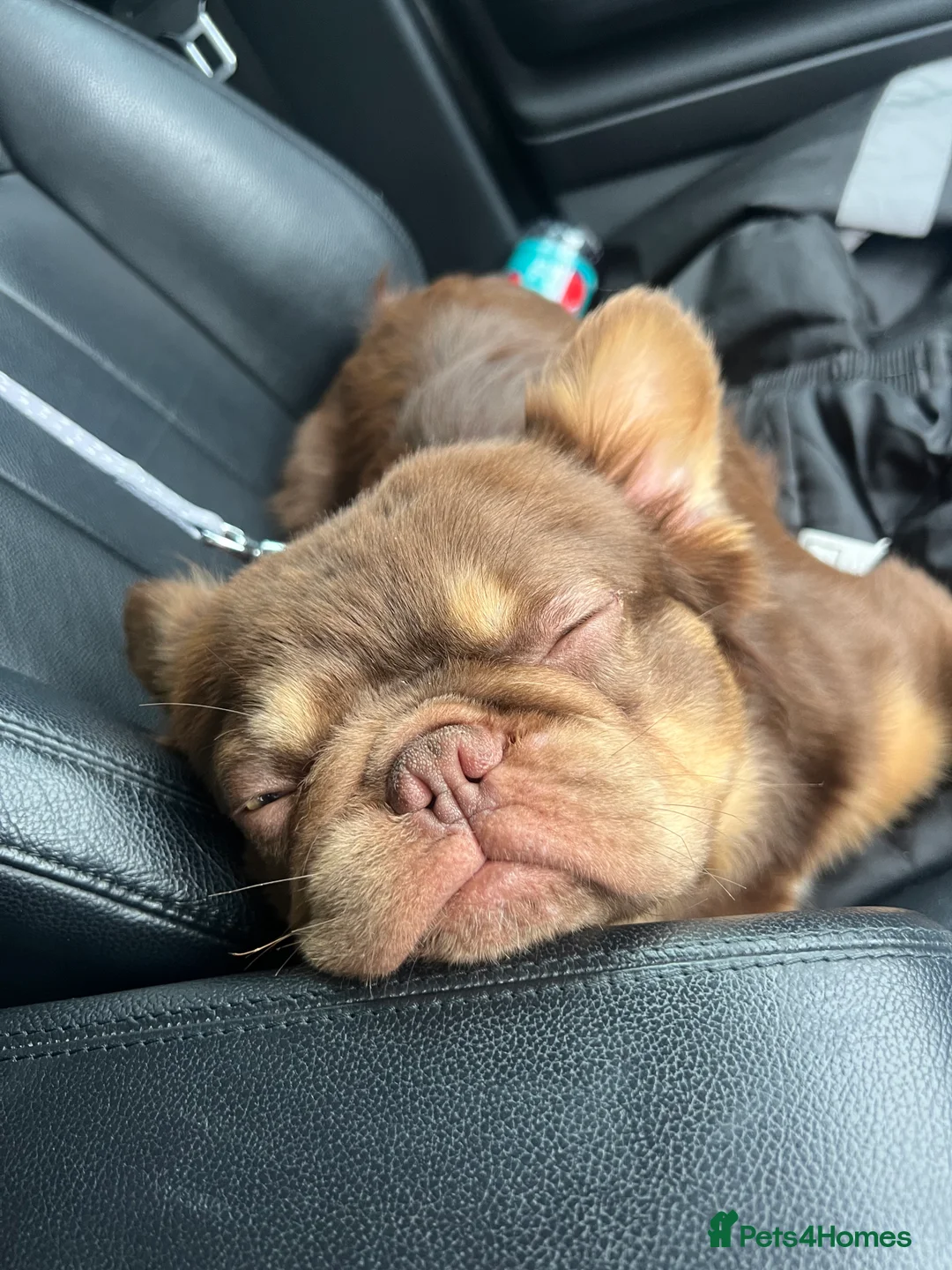 French Bulldog dogs for stud: FLUFFY FRENCHIE STUD NEWSHADE ROJO TAN in Nottingham - Advert 4