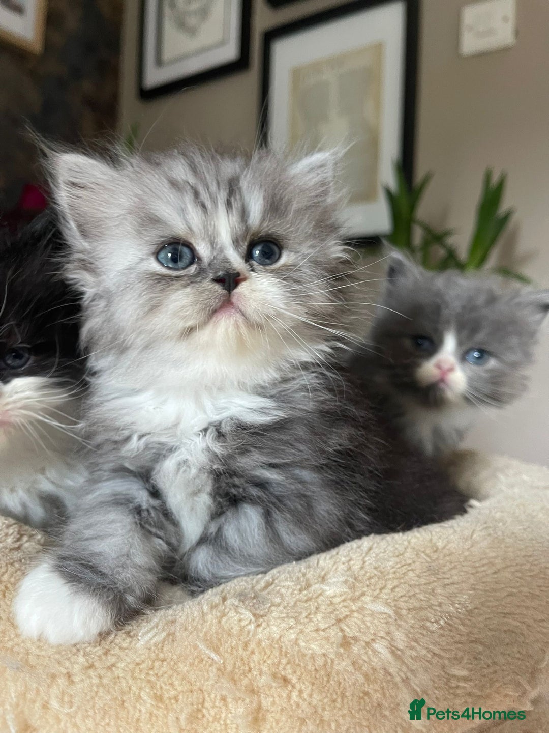 Persian cats for sale: Beautiful fluffy kittens very affectionate  - Image 2