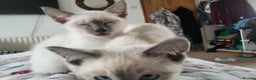 Snowshoe cats for sale: Rare Pedigree TICA Snowshoe Kittens -ONLY ONE LEFT - Advert 19