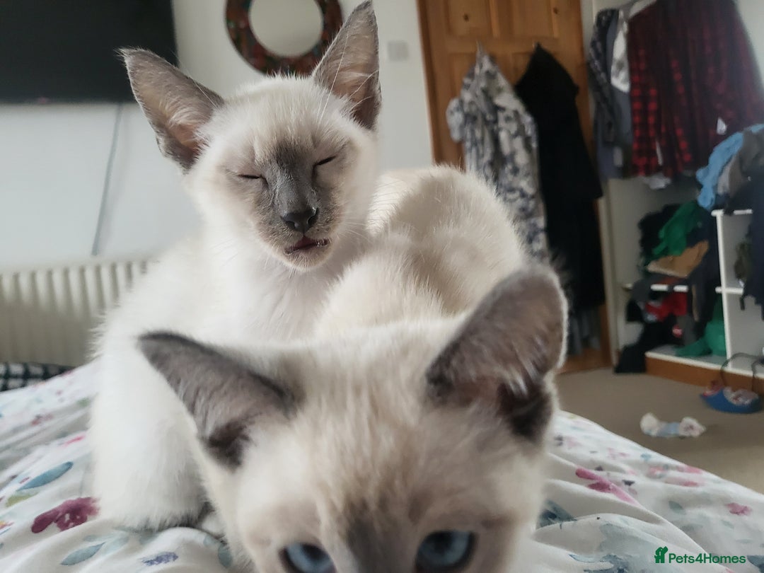 Snowshoe cats for sale: Rare Pedigree TICA Snowshoe Kittens -ONLY ONE LEFT - Advert 19
