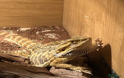 Bearded Dragon reptiles for sale: Miss-gendered handsome Bearded Dragon  - Image 3