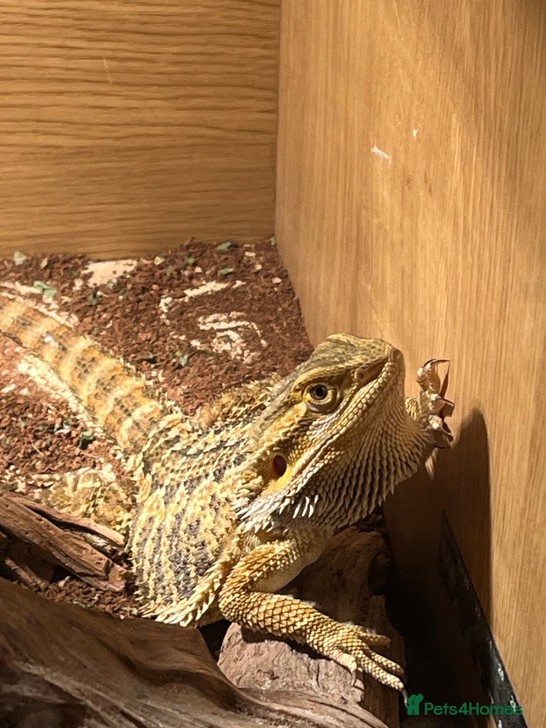 Bearded Dragon reptiles for sale: Miss-gendered handsome Bearded Dragon  - Image 3
