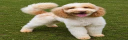 Bordoodle dogs for sale: Gorgeous Bordoodles - Advert 10
