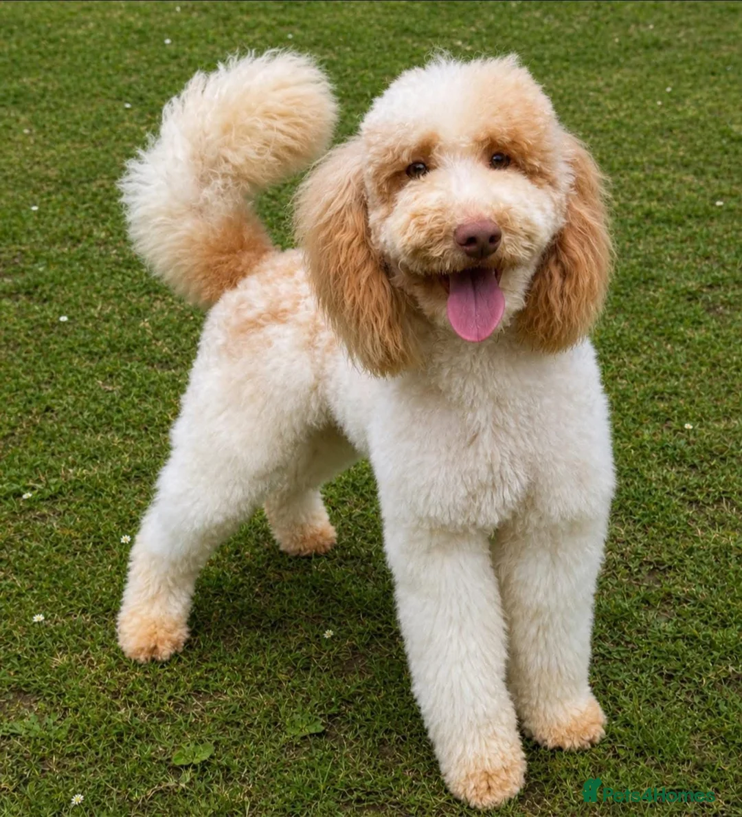 Bordoodle dogs for sale: Gorgeous Bordoodles - Advert 10