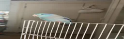 Parrots birds for sale: Male Blue Parrotlet  in Bedford - Advert 3