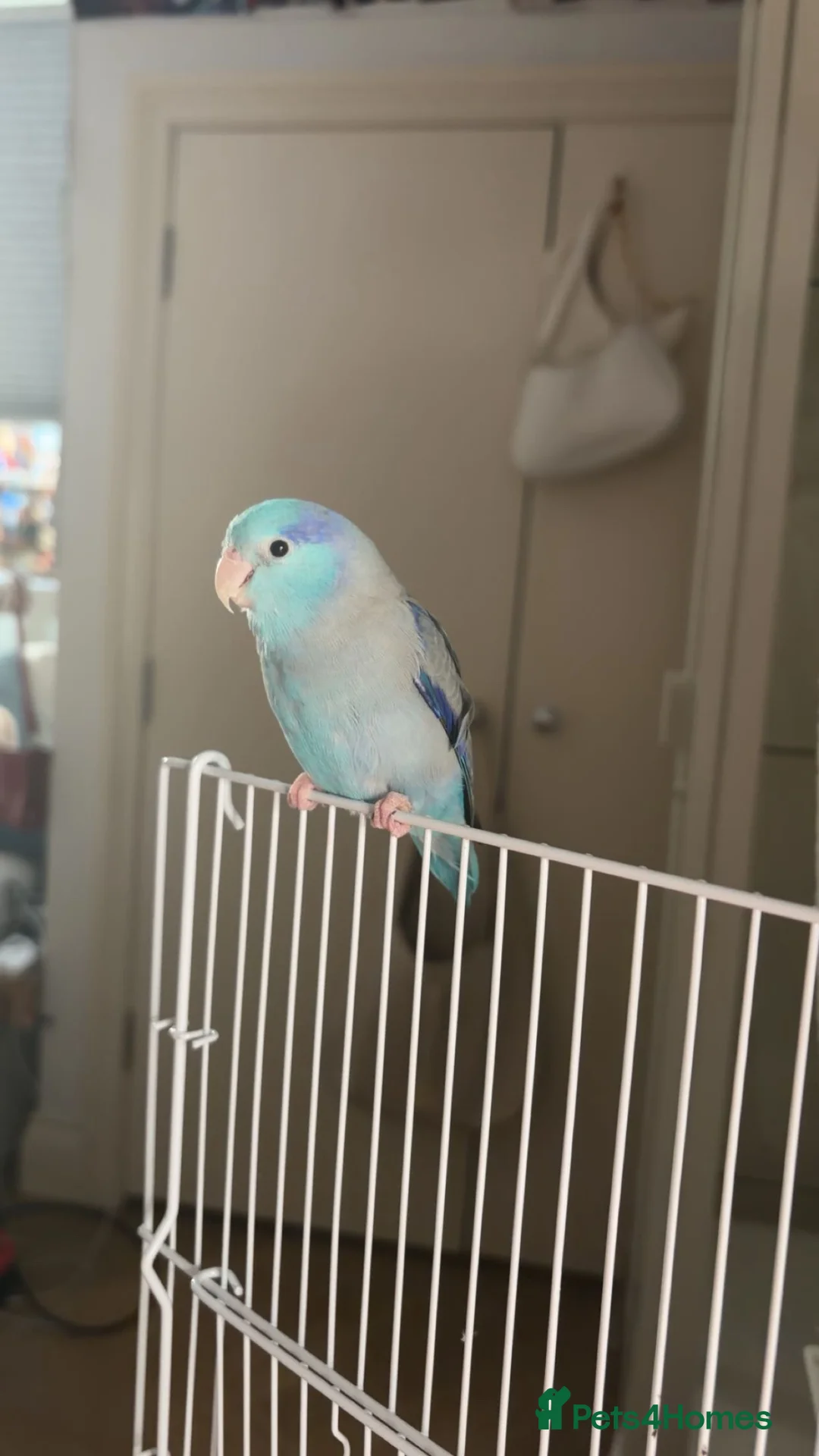 Parrots birds for sale: Male Blue Parrotlet  in Bedford - Advert 3