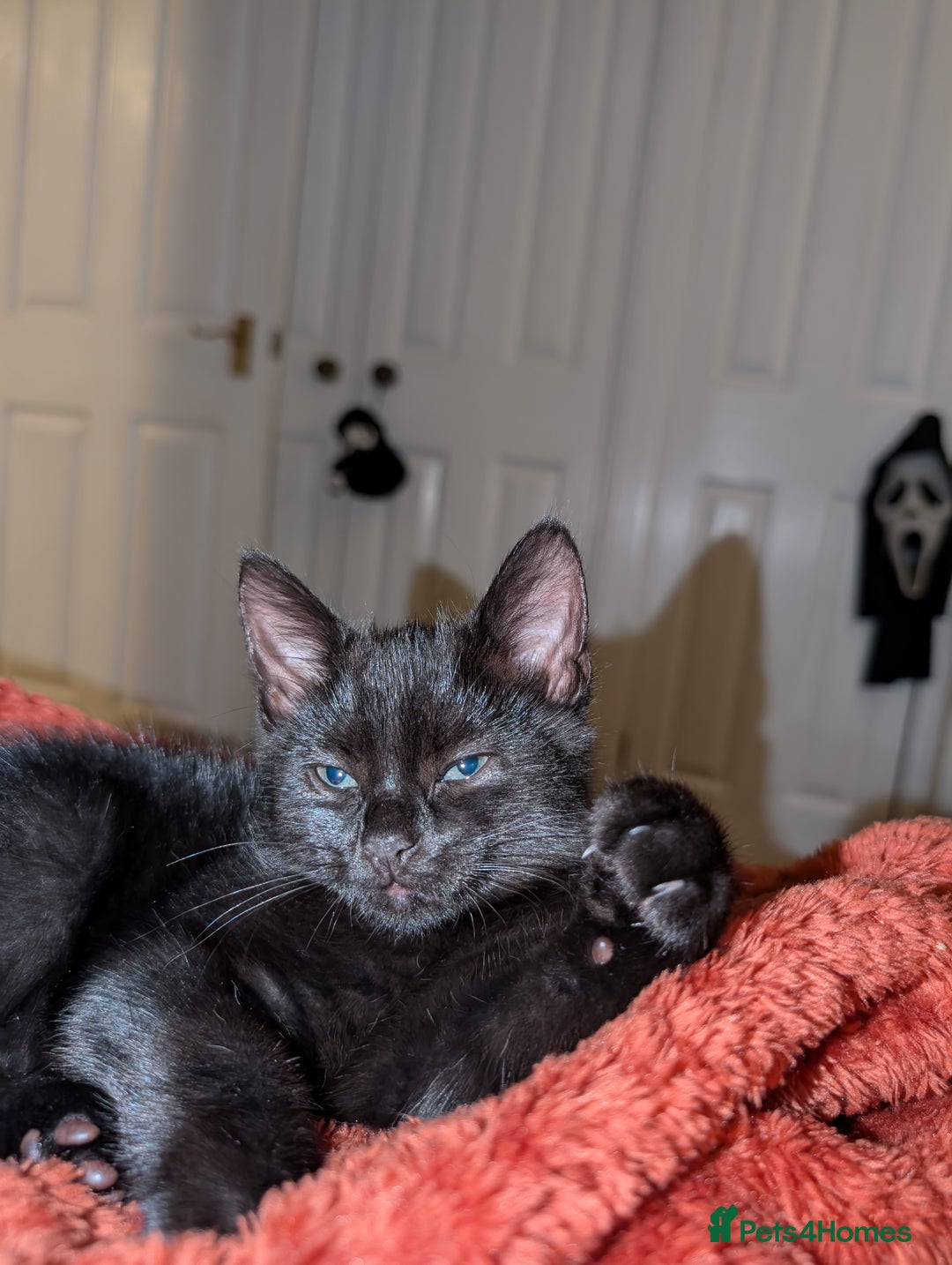 Mixed Breed cats for sale: Adorable girl kitten ready now 🖤🖤 - Image 6
