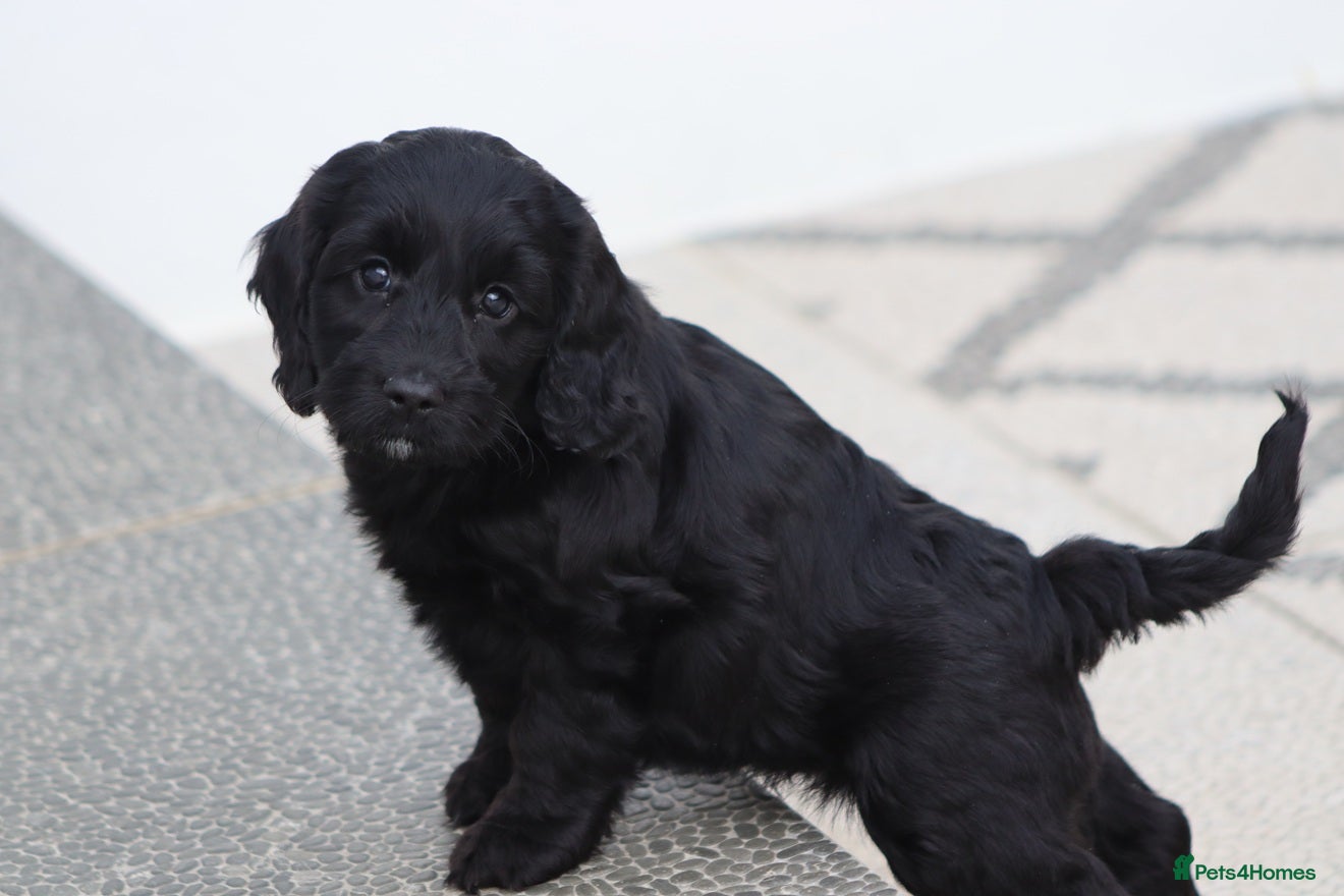 Cockapoo dogs F1 Cockapoo puppies for sale - Advert 11