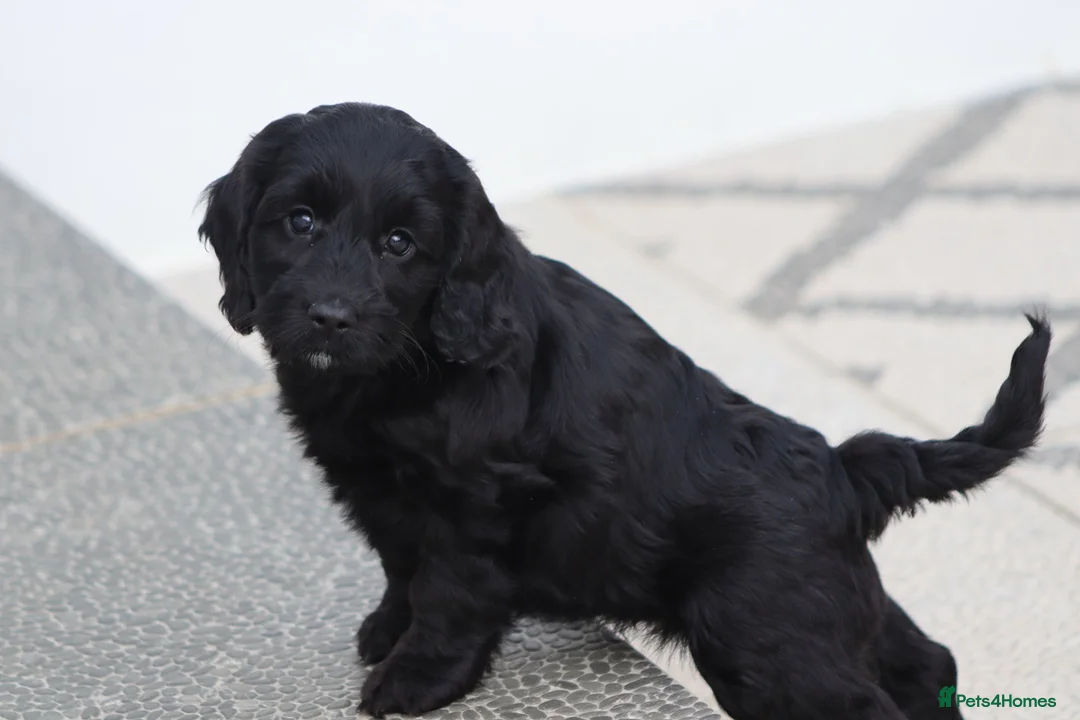 Cockapoo dogs for sale: F1 Cockapoo puppies for sale - Advert 5