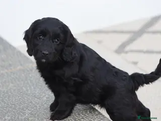 Cockapoo dogs F1 Cockapoo puppies for sale - Advert 11