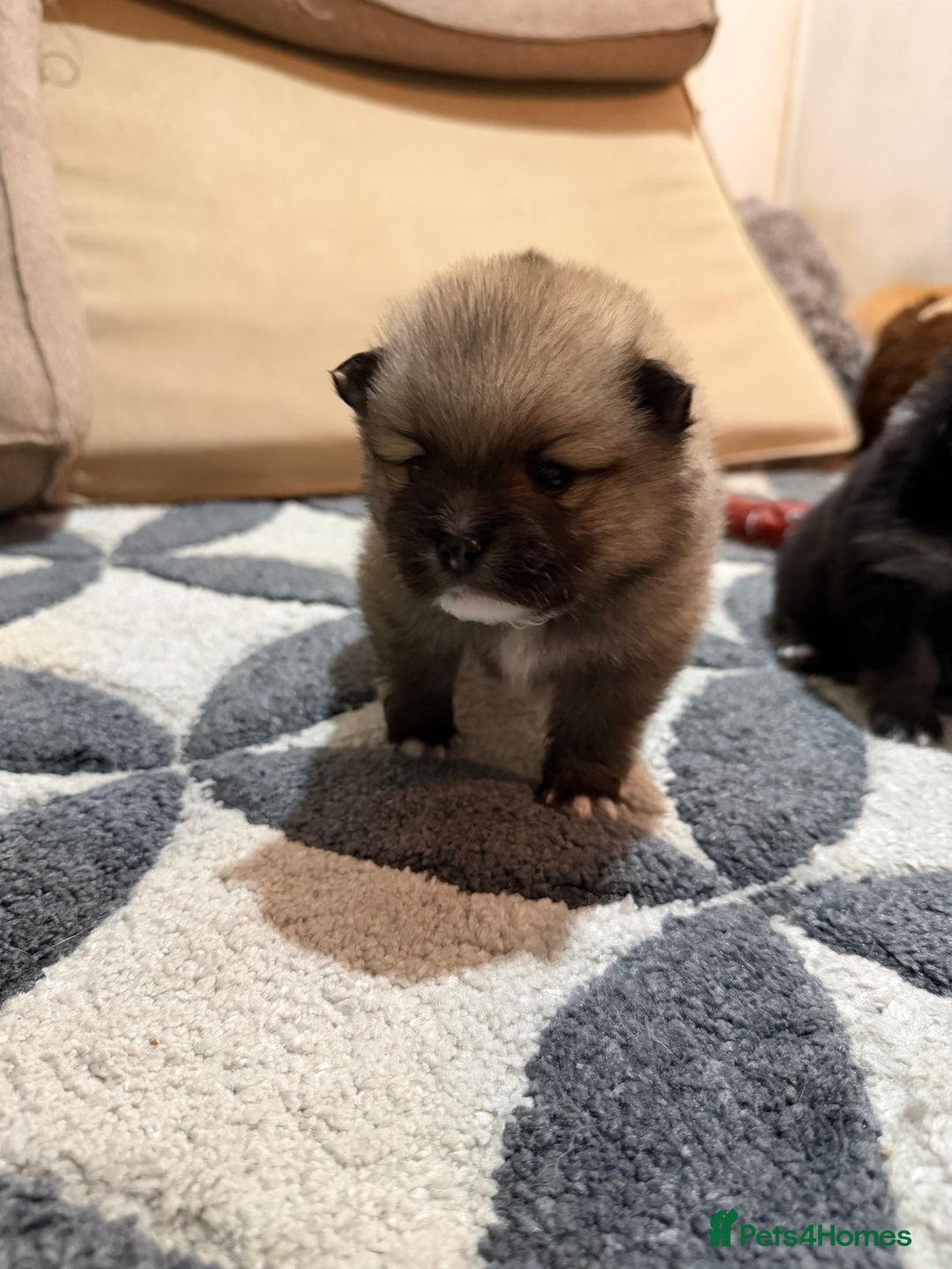 Pomeranian dogs for sale: EXTRA SMALL POMERANIAN PUPPIES  - Advert 10