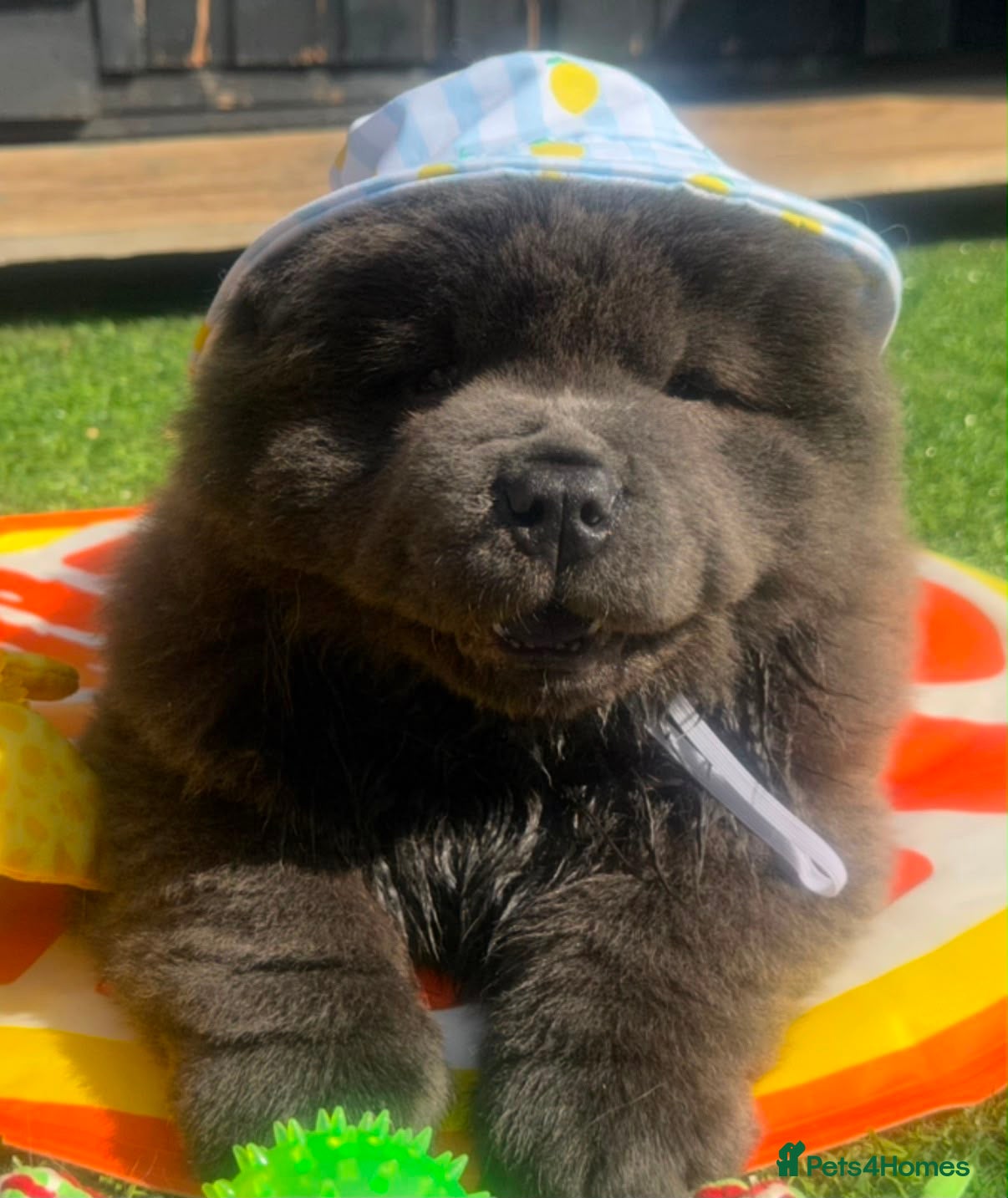 Chow Chow dogs 💙🧸💙 ARE YOU MY FOREVER HOME 💙🧸💙 - Advert 2