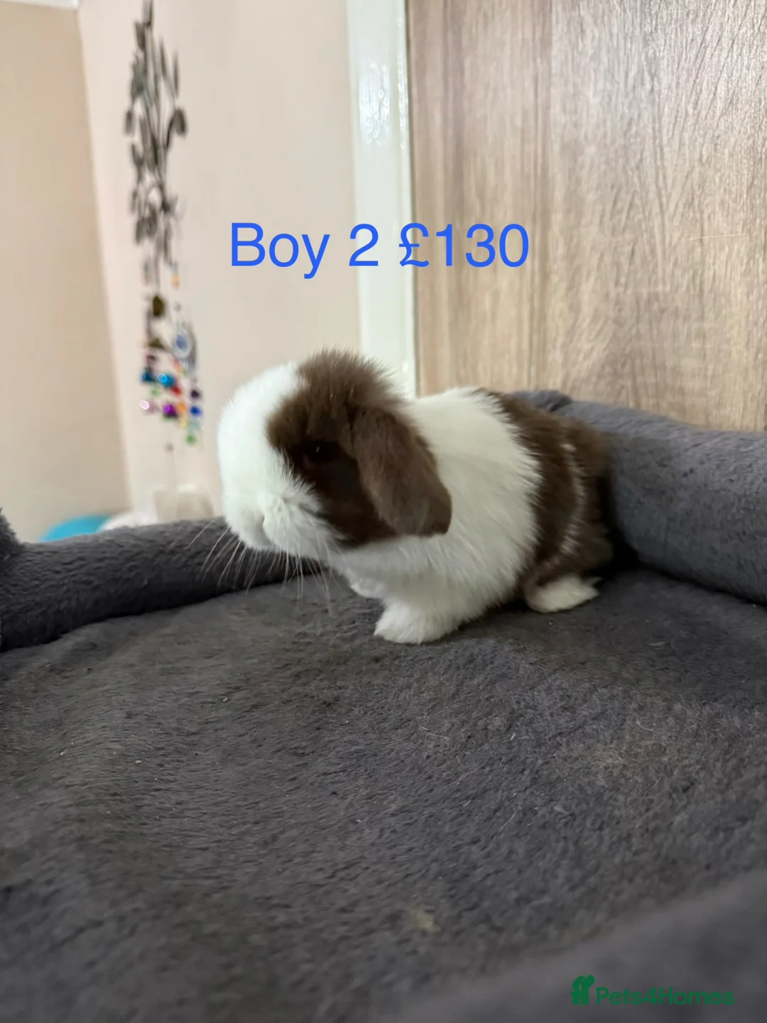 Mini Lop rabbits for sale: Beautiful Pure Mini Lop Babies  - Advert 2