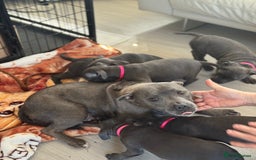 Staffordshire Bull Terrier dogs for sale: KC staff puppy for sale ready to go - Image 1