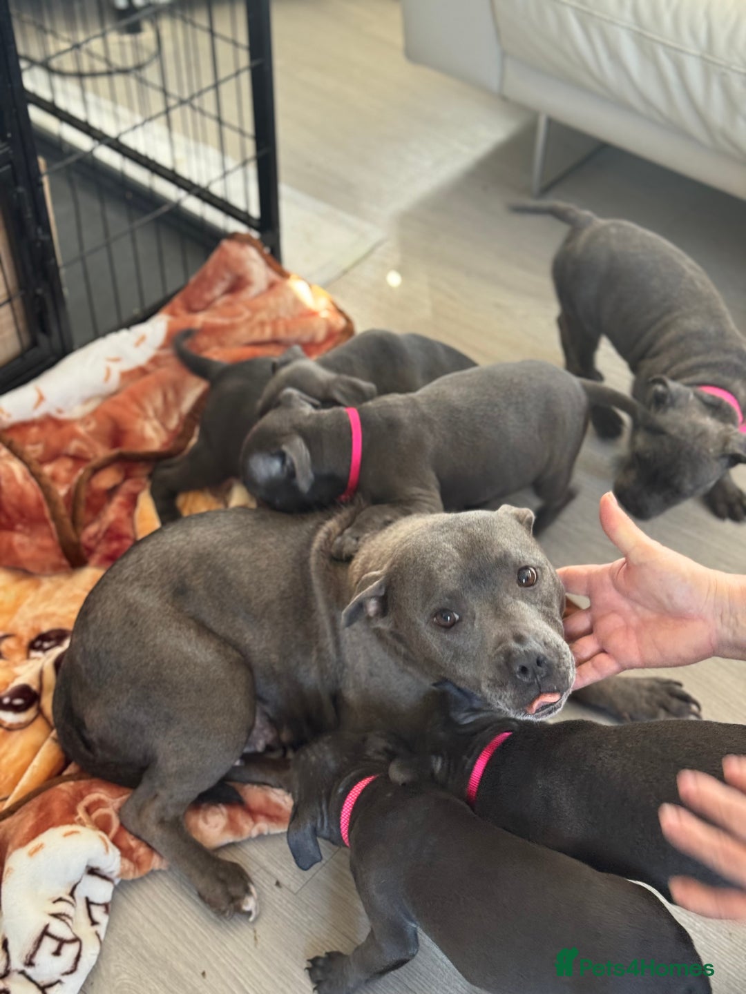Staffordshire Bull Terrier dogs for sale: KC staff puppy for sale ready to go - Image 1