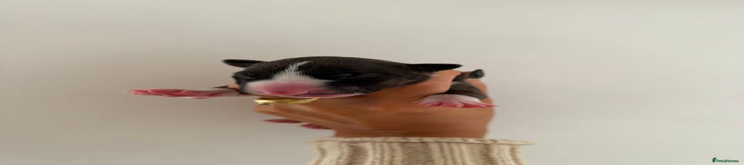 Jimmy - Brindle & White Male