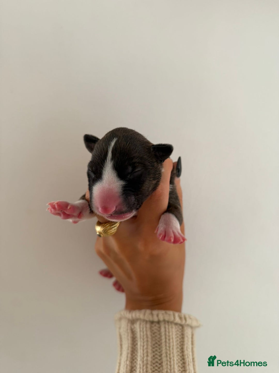 English Bull Terrier dogs for sale: Champion line EBT Puppies - Image 29