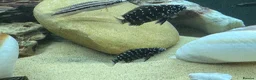 Cichlids fish for sale: Duboisi Tropheus Cichlids - from Lake Tanganyika  - Advert 2