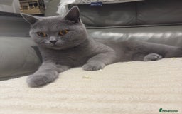British Shorthair cats for sale: British shorthair Female  - Image 6