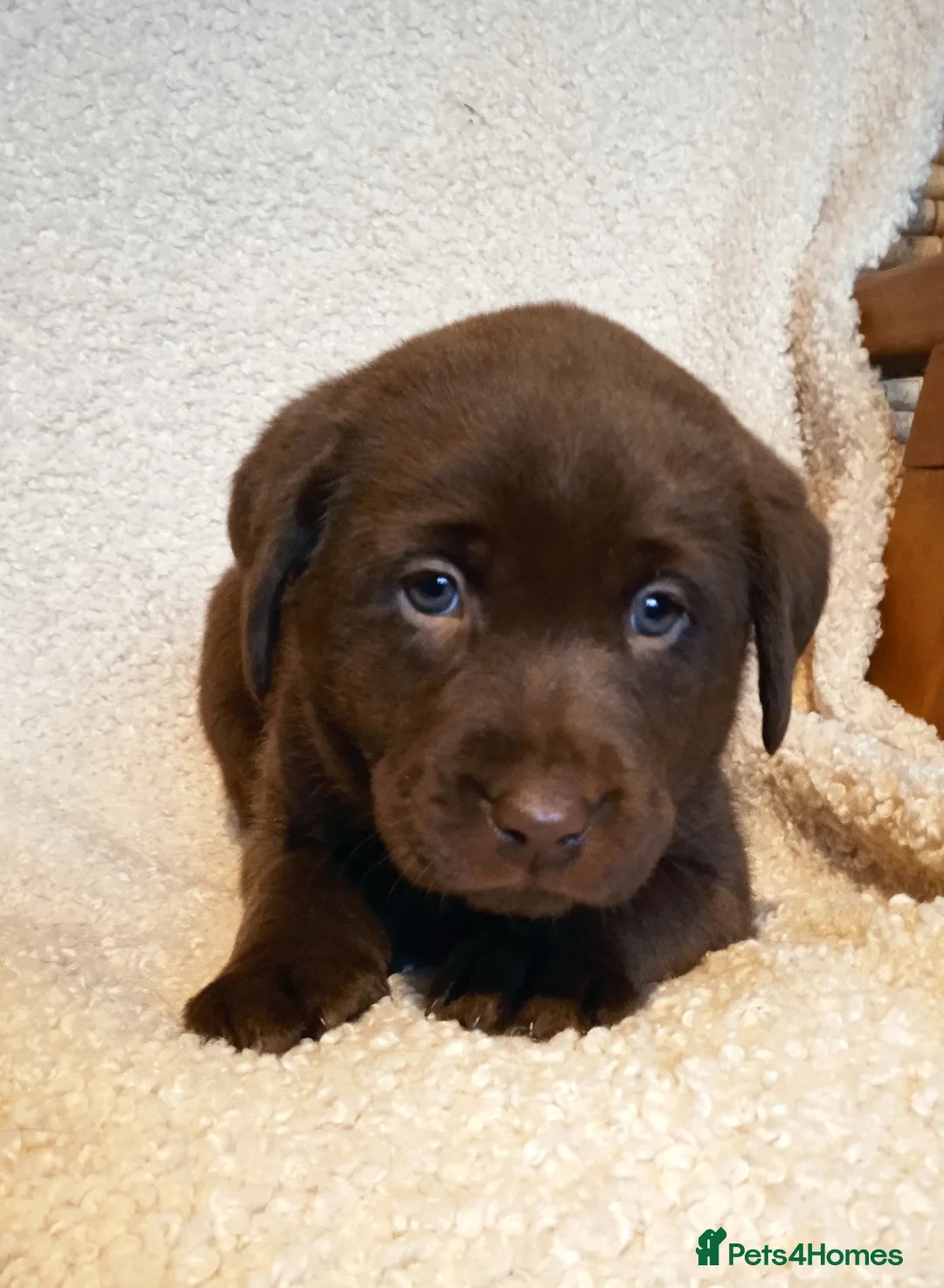 Labrador Retriever dogs for sale: KC CHOCOLATE LABRADORS PUPPIES, H TESTED PARENTS  - Advert 2
